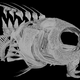 Micro CT scan of a fangblenny (Casewell et al)